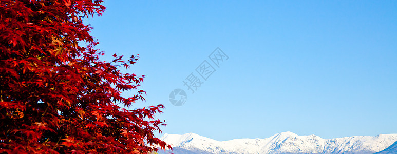 有阿尔卑斯背景的红树生态太阳顶峰晴天风景冰川阳光环境全景森林图片