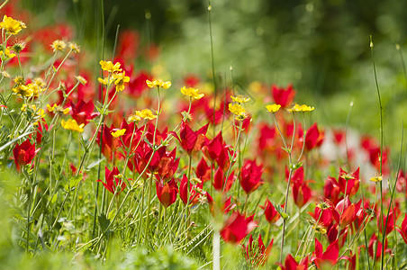 鲜花田花园郁金香场地植物群植物园艺宏观红色黄色图片