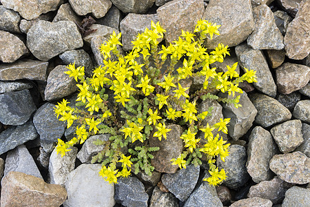 岩石间黄色花朵背景图片