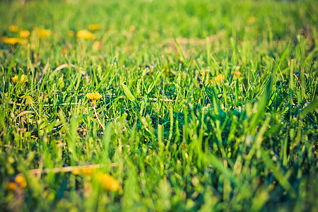 绿草生长场地生态风格花朵墙纸环境牧场草皮绿色植物图片
