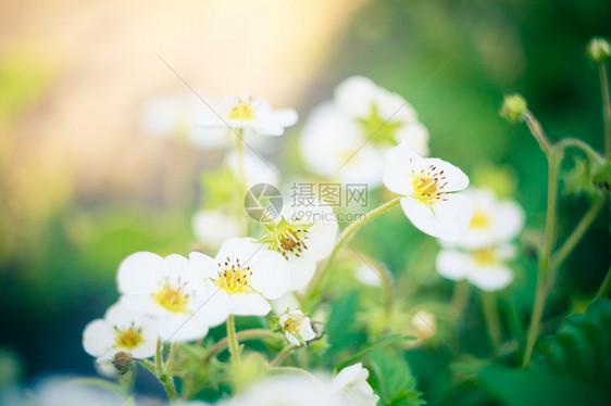 草莓花植物群植物花粉花瓣叶子黄色绿色植物学白色生长图片