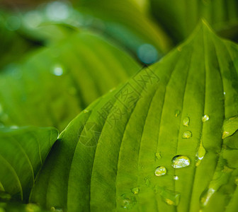 新鲜绿叶上滴水生长生态叶子草本植物运球植物水电杂草气候宏观图片