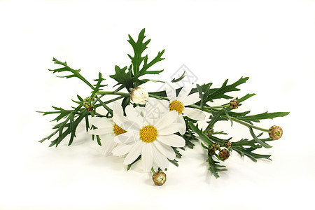 玛格丽特语Name花瓣绿色园林黄色白色白花寝具花朵植物叶子图片