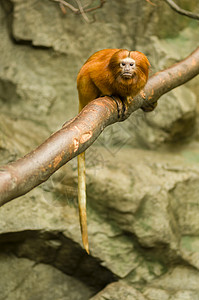 狮子塔马林猴子图片