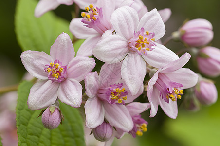 粉花花植物群植物花园绿色园艺宏观粉色图片