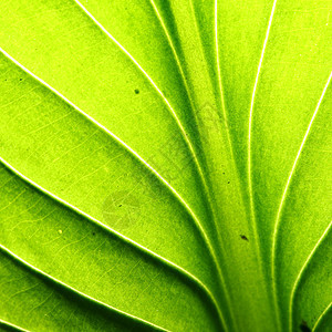 绿叶静脉生长植物花园网格草本植物光合作用桦木叶子阳光床单图片