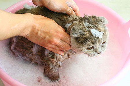 洗手猫猫咪浴室淋浴喷头享受图片