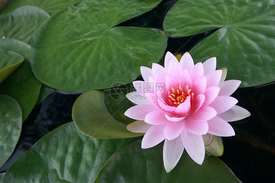 水百合 莲花植物学冥想荷花植物叶子情调植物群装饰品反射池塘图片