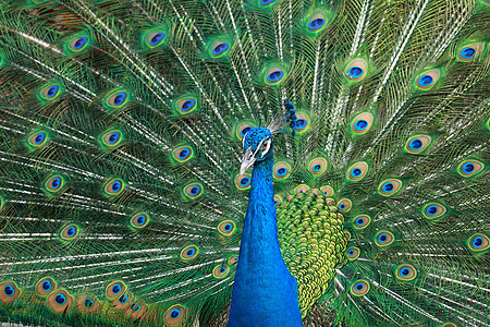 美丽的孔雀绿色脖子身体羽毛眼睛活力野生动物动物园蓝色男性图片