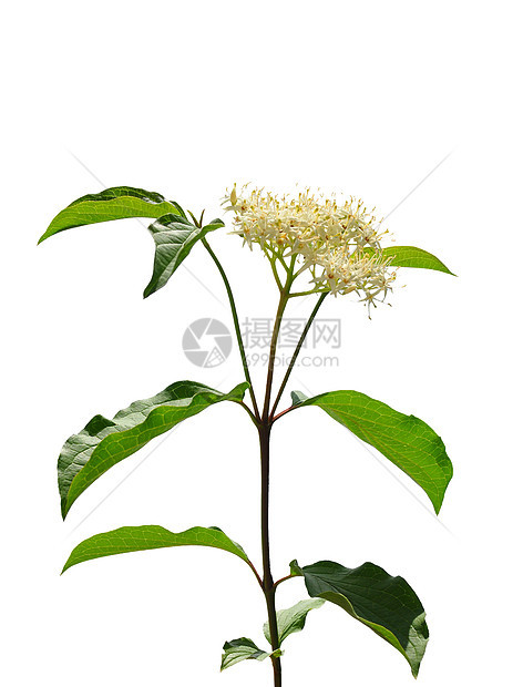 普通狗林植物群衬套花朵灌木植物学荒野白色植物图片
