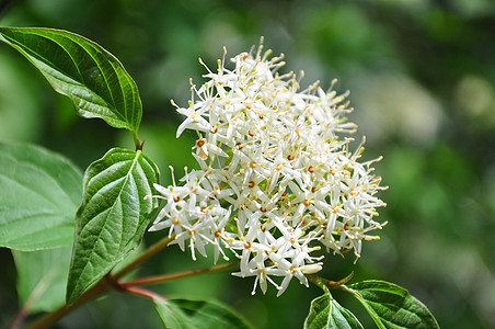 普通狗林植物学植物群灌木植物荒野衬套白色花朵图片