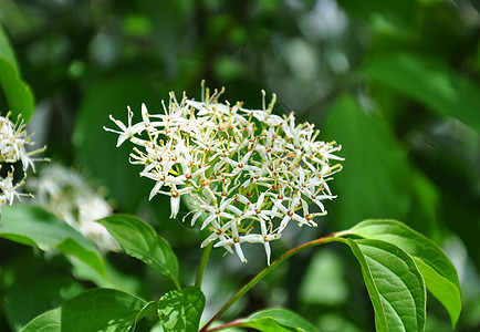 普通狗林植物白色衬套花朵植物群荒野灌木植物学图片