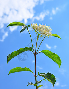 普通狗林植物群植物衬套植物学荒野白色花朵灌木图片