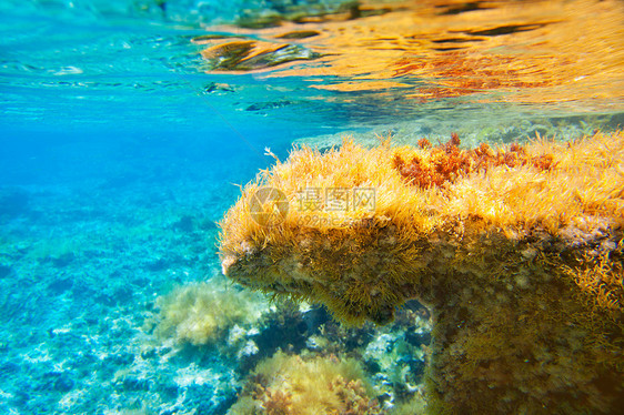 水下海景生活破坏叶子生物盐水海岸线环境杂草海岸海滩图片