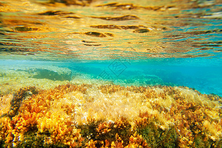 水下海景海葵蓝色浮游海洋叶子生物学海岸线海滩杂草生活图片