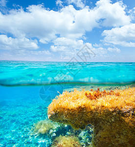 水下水线蓝色天空植物生物学海葵浮游生活海藻杂草盐水生物海洋图片