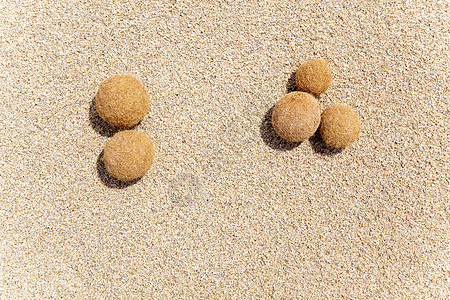 地中海海滩上的波西多尼亚海洋水果干旱海岸粮食海藻海器假期太阳沙丘藻类地形图片