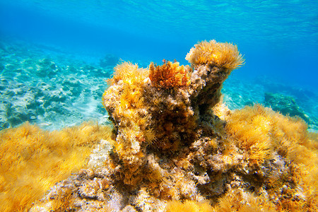 水下海景生物植物海岸生物学浮游海岸线生活海洋植物群海滩图片