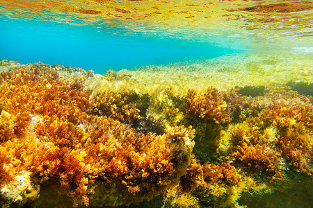 水下海景叶子环境植物海滩海岸线蓝色海葵海洋杂草海藻图片