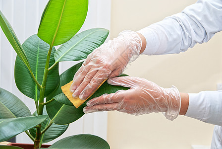 净化油纤维厂橡皮女士手套房子植物学女性海绵叶子打扫花店图片
