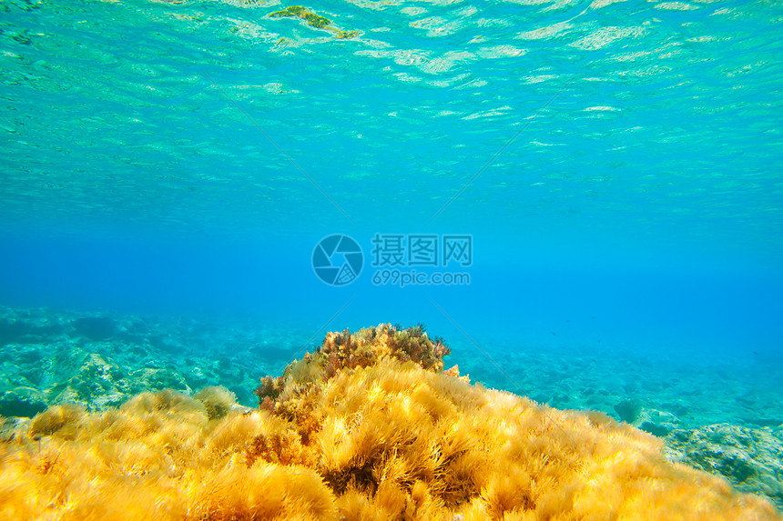 水下海景海葵生活海岸线海藻海器破坏海洋生物生物学海岸图片