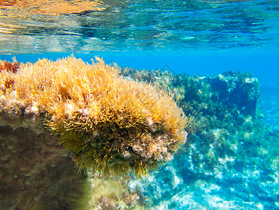 水下海景生物植物海岸线海藻环境盐水叶子海岸浮游蓝色图片