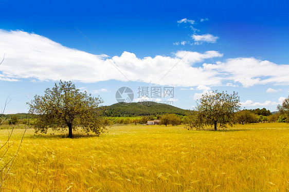 伊比萨岛地中海黄金小麦田国家植物季节小麦场地树木小岛太阳收获稻草图片