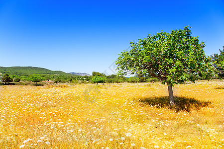 Ibiza农业 种植无花果树和小麦图片