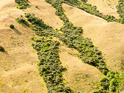 新西兰干草原绿静脉网络网图片