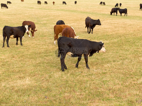 青牛在大草绿草原上动物牛奶奶制品群居畜牧业草地国家农村牛肉哺乳动物图片