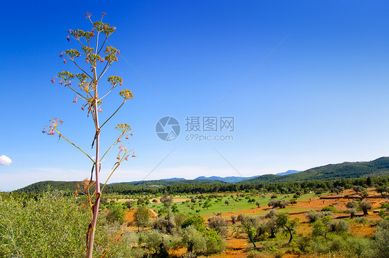 Ibiza岛景观与农业田地水果植物地平线树木树叶草地树林食物文化杨梅图片