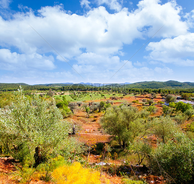 Ibiza岛景观与农业田地植物天空衬套树干地平线文化食物水果蓝色灌木图片