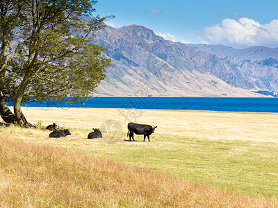 在新西兰南阿尔卑斯山Hawea湖放牧的牛蓝色奶制品草原草地农业农田牧场农村动物奶牛图片