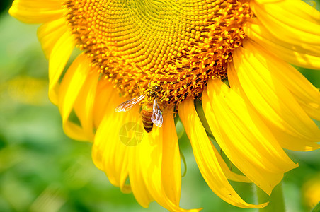 向日葵上的蜜蜂花园蜂蜜阳光场地花瓣太阳叶子昆虫季节生活图片
