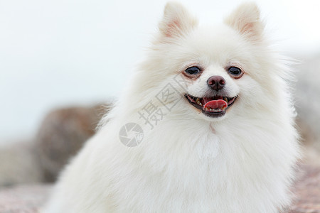 白罗马狗宠物微笑眼睛动物草地快乐幸福小狗朋友季节图片