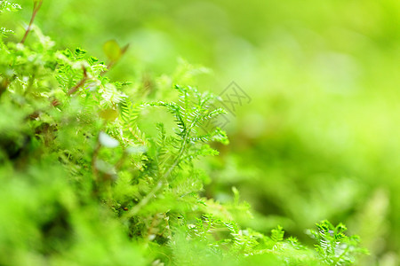 单位数荒野岩石宏观植物环境森林乡村薄雾绿色苔藓图片