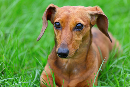 达尚狗鼻子耳朵犬类宠物喜悦草地毛皮小狗猎犬美丽图片