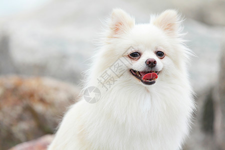 白罗马狗动物小狗草地宠物快乐眼睛微笑朋友幸福季节图片