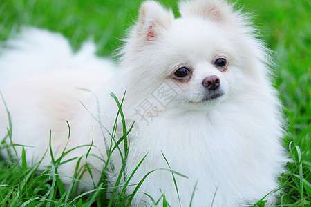 白罗马狗草地季节动物小狗眼睛宠物幸福快乐朋友微笑图片