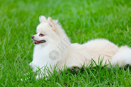 白罗马狗朋友季节幸福快乐小狗草地眼睛动物宠物微笑图片