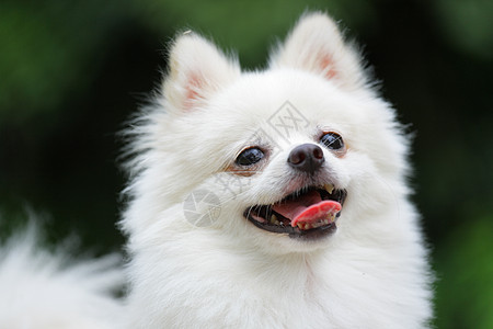 白罗马狗微笑朋友快乐眼睛草地幸福季节小狗宠物动物图片