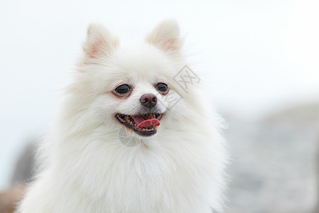 白罗马狗幸福眼睛动物快乐微笑小狗宠物朋友季节草地图片