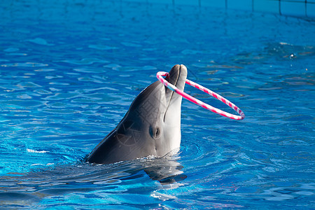 海豚在玩运动娱乐动物群水族馆游戏生物游泳海洋荒野脚蹼图片