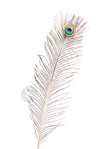 孔雀羽毛眼睛绿色彩虹蓝色尾巴棕色装饰风格白色图片
