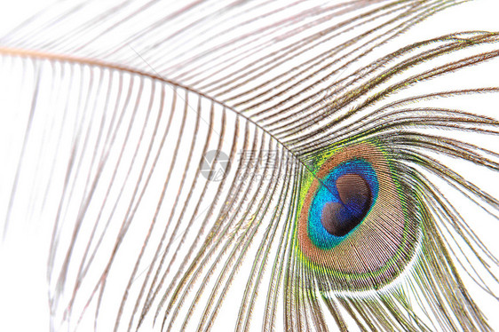 孔雀羽毛尾巴彩虹白色眼睛蓝色绿色棕色风格装饰图片