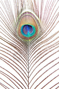 孔雀羽毛白色尾巴装饰风格绿色棕色彩虹蓝色眼睛图片