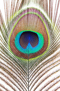孔雀羽毛眼睛风格蓝色棕色白色装饰绿色尾巴宏观彩虹背景图片