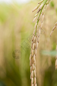 大米 闭饭食物种子季节金子核心黄色乡村耳朵场地稻田图片