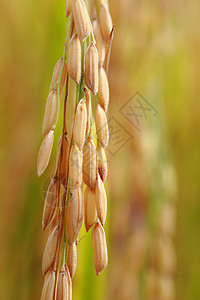 大米 闭饭食物黄色场景草地季节收获种子粮食场地金子图片