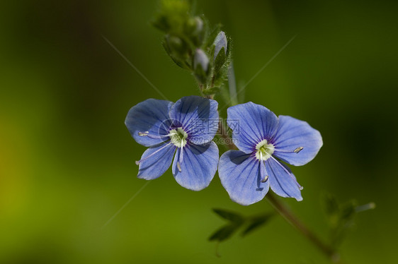 维罗妮卡查梅德里斯性质草地蓝色宏观花瓣背景叶子绿色植物图片